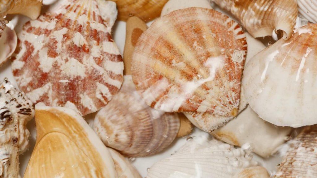 Ventes de coquillage par Viviers de la Corniche Bretignolles sur Mer